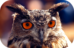 Owl staring